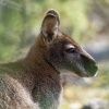 Klokan rudokrky - Macropus rufogriseus - Bennetts wallaby o6934